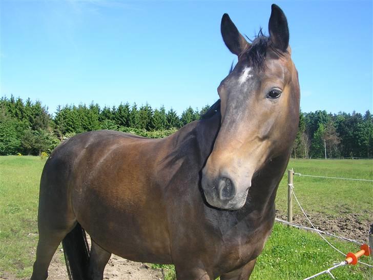 Dansk Varmblod Rob Roy, *DØD* - fold igen billede 17