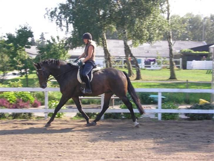 Dansk Varmblod Rob Roy, *DØD* - med Rytter billede 18