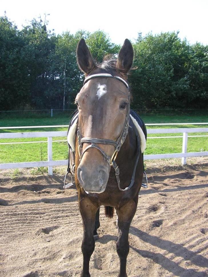 Dansk Varmblod Rob Roy, *DØD* - efter rideturen billede 20