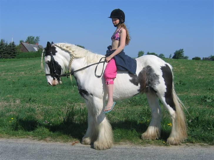 Irish Cob Houdini billede 15