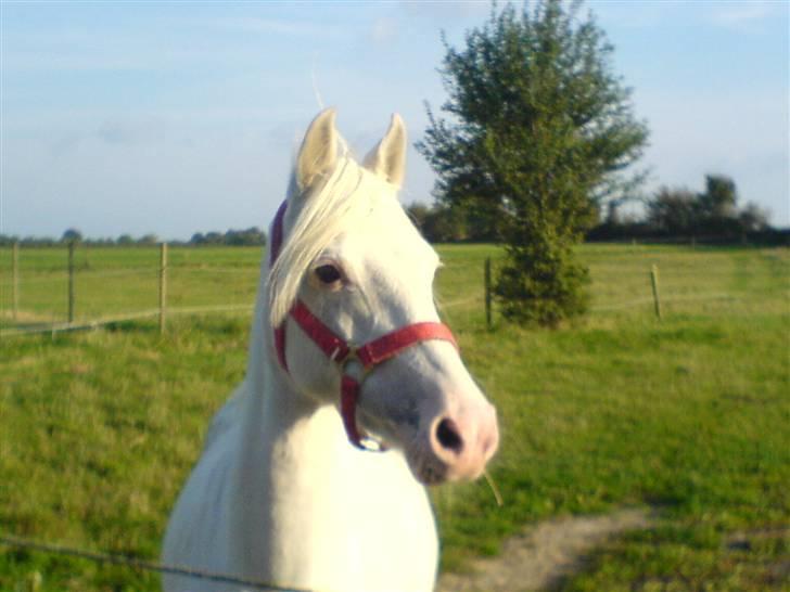 Welsh Pony (sec B) Korreborg's Oline ¤SOLGT¤ - Hva er det dog for en fugel.. billede 4