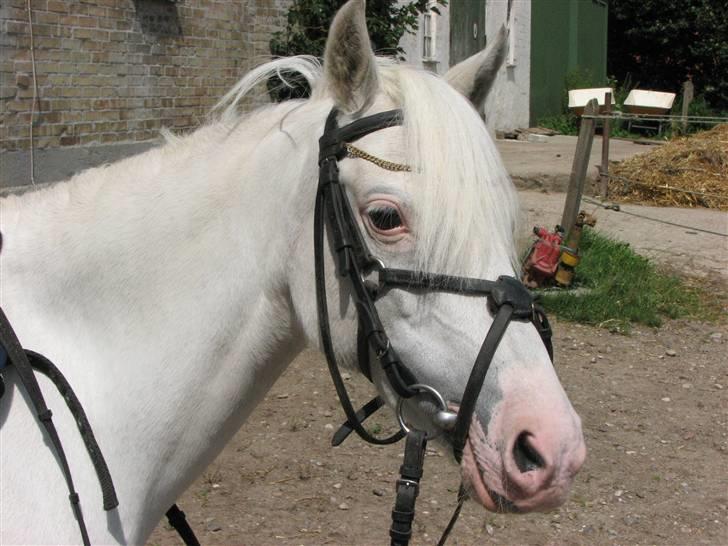 Welsh Pony (sec B) Korreborg's Oline ¤SOLGT¤ - Hva er det der rasler.. billede 5