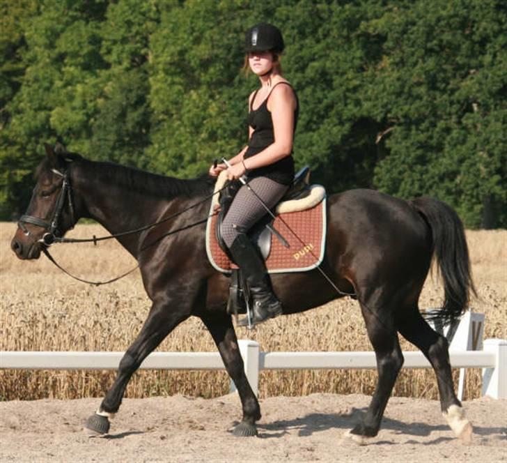 New Forest elmholts dream dancer   - sommer 07 . og.. pause, nu var dudi lidt træt ;b foto: anna skriver billede 19