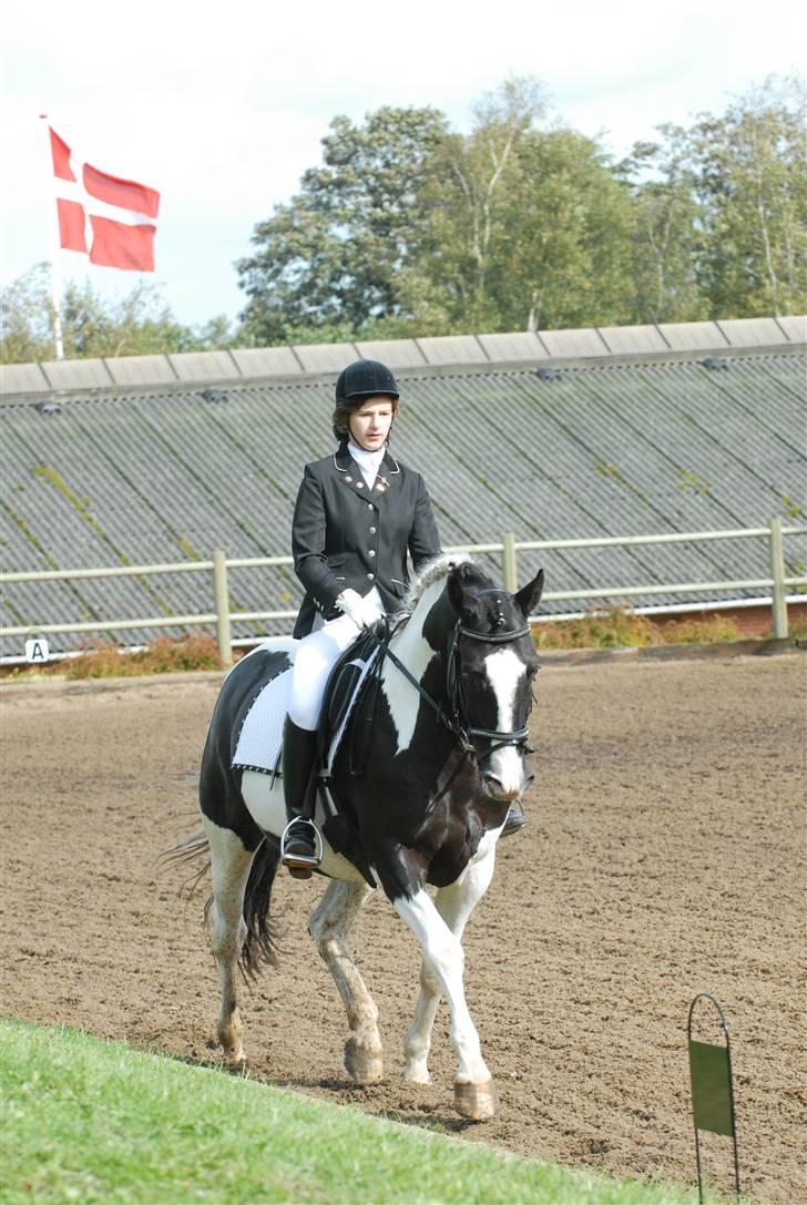 Pinto Tajhs <33 billede 14