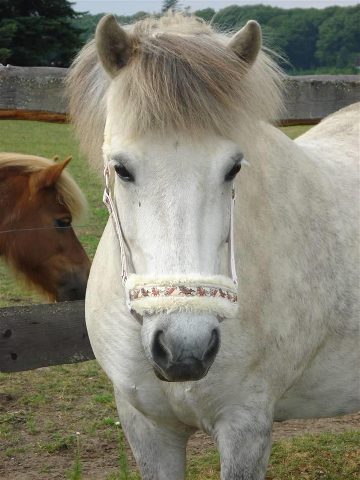 Islænder | Hlin fra Helgenæs  - Smukkeste  billede 1