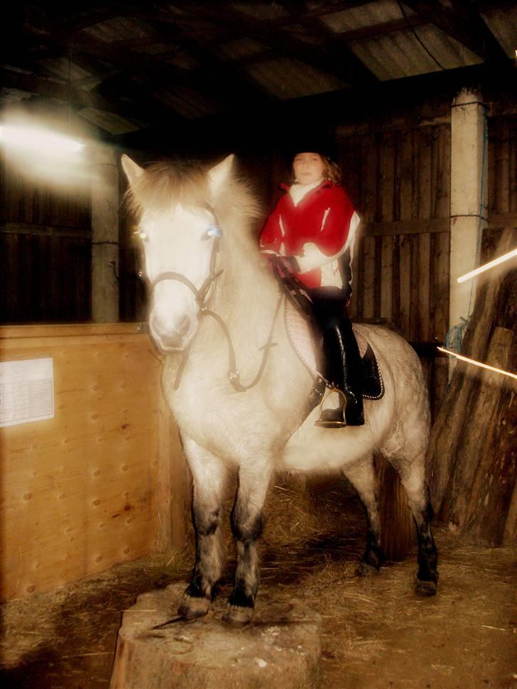 Islænder | Hlin fra Helgenæs  billede 2