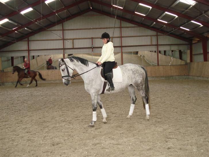 Dansk Varmblod Wicha Solgt :( - her er vi så. en af de første gange jeg prøvede hende. billede 2