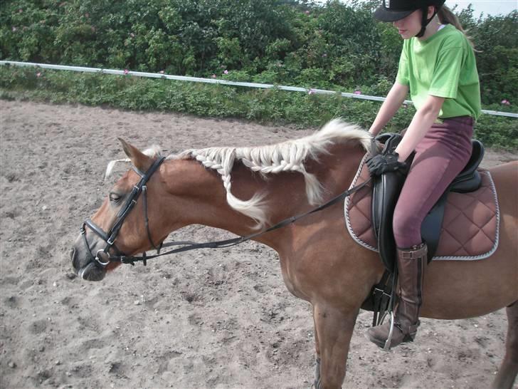 Haflinger Rocky - tidl. passer :'( billede 2