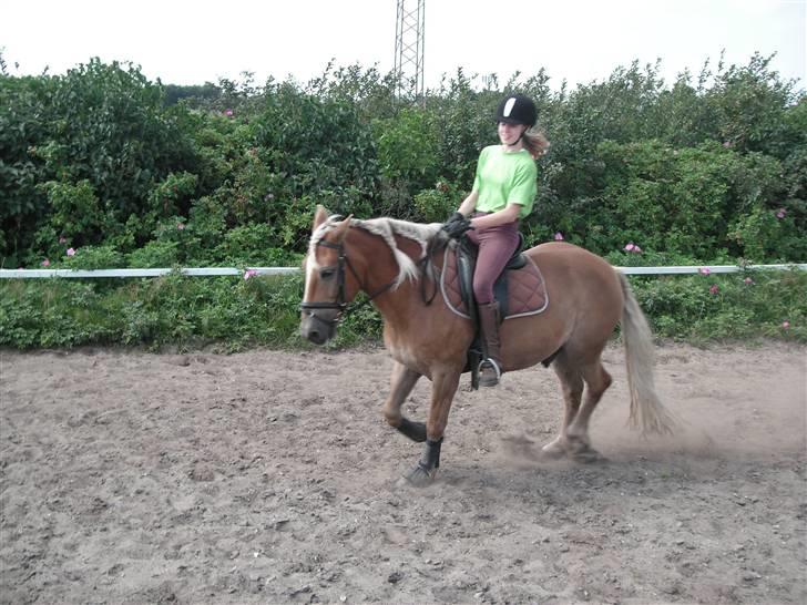 Haflinger Rocky - tidl. passer :'( billede 3