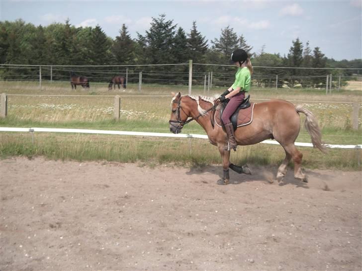 Haflinger Rocky - tidl. passer :'( - rocky :´( billede 4