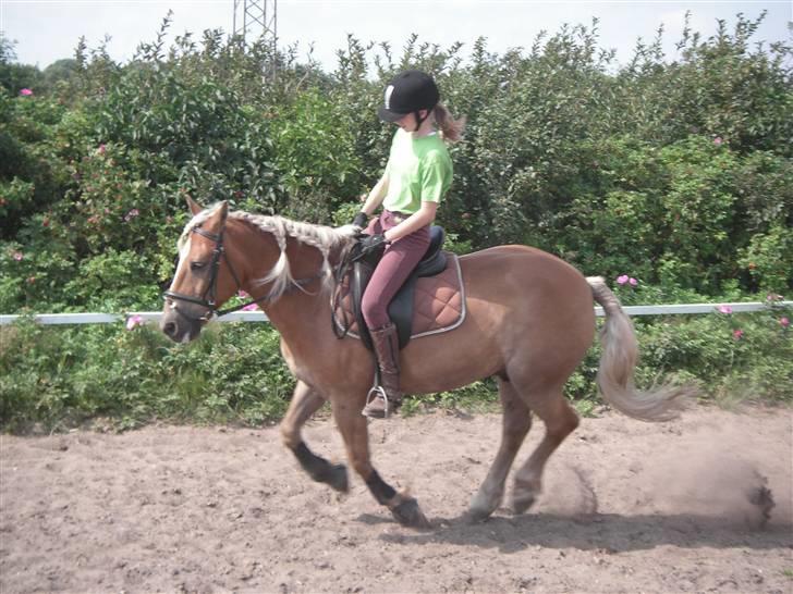 Haflinger Rocky - tidl. passer :'( - rocky :´( billede 5