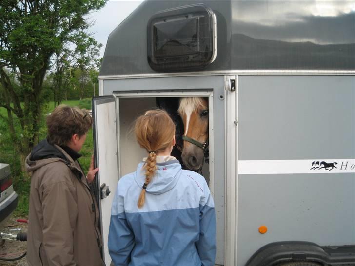 Haflinger Rocky - tidl. passer :'( - rocky :´( billede 6