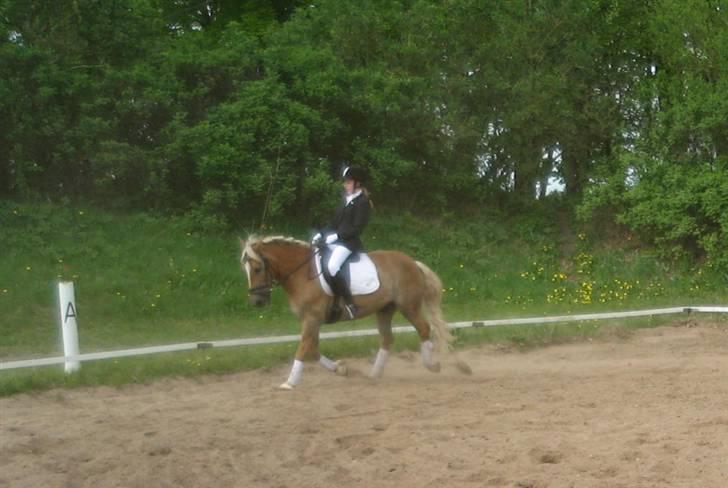 Haflinger Rocky - tidl. passer :'( - rocky :´( billede 7