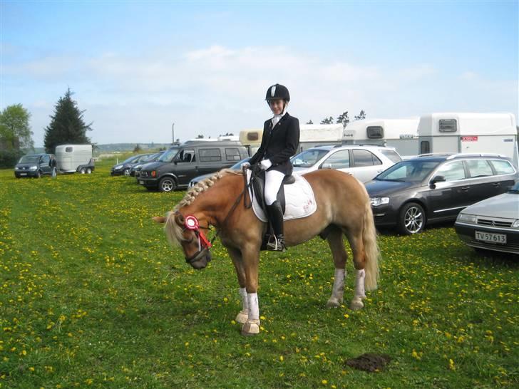 Haflinger Rocky - tidl. passer :'( - rocky :´( billede 8