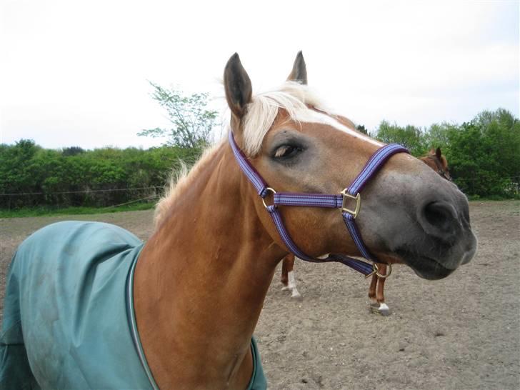 Haflinger Rocky - tidl. passer :'( - rocky :´( billede 9