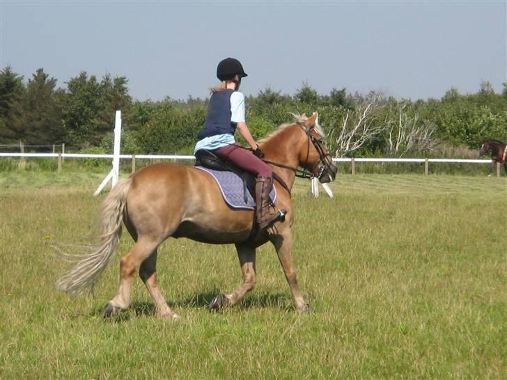 Haflinger Rocky - tidl. passer :'( - rocky :´( billede 10