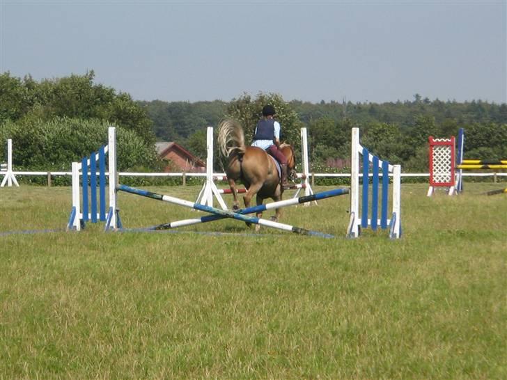 Haflinger Rocky - tidl. passer :'( - rocky :´( billede 11