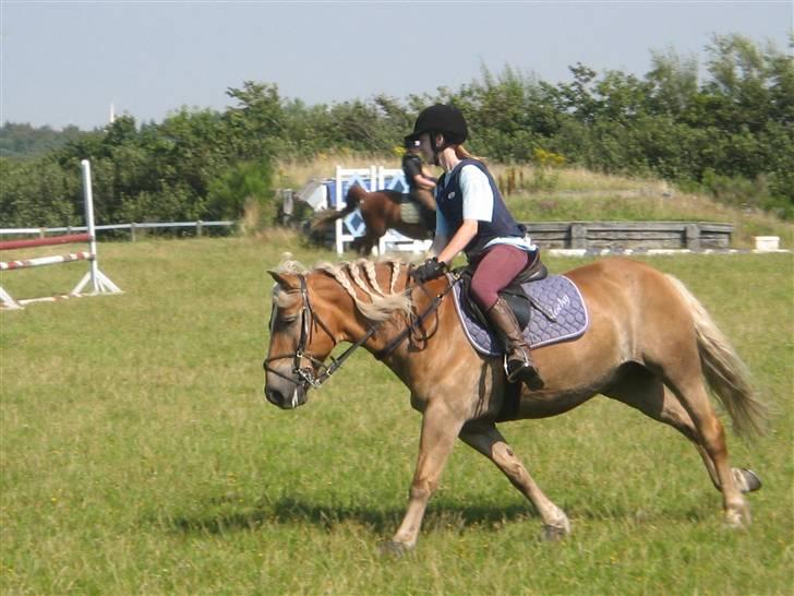 Haflinger Rocky - tidl. passer :'( - rocky :´( billede 12