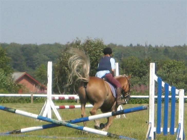 Haflinger Rocky - tidl. passer :'( - rocky :´( billede 13