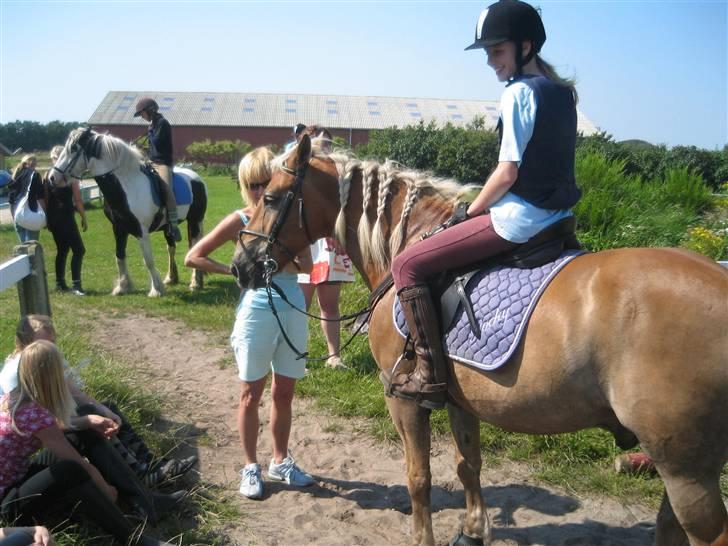 Haflinger Rocky - tidl. passer :'( - rocky :´( billede 14