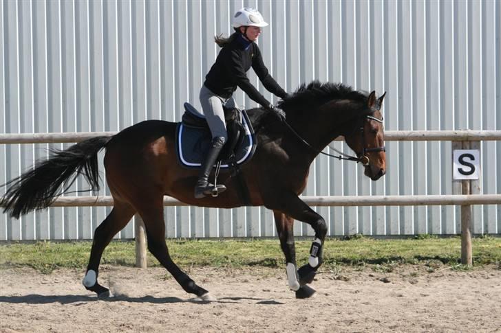 Fuldblod (XX) Capzeda xx - Smuksakken i lækker galop :-) billede 2