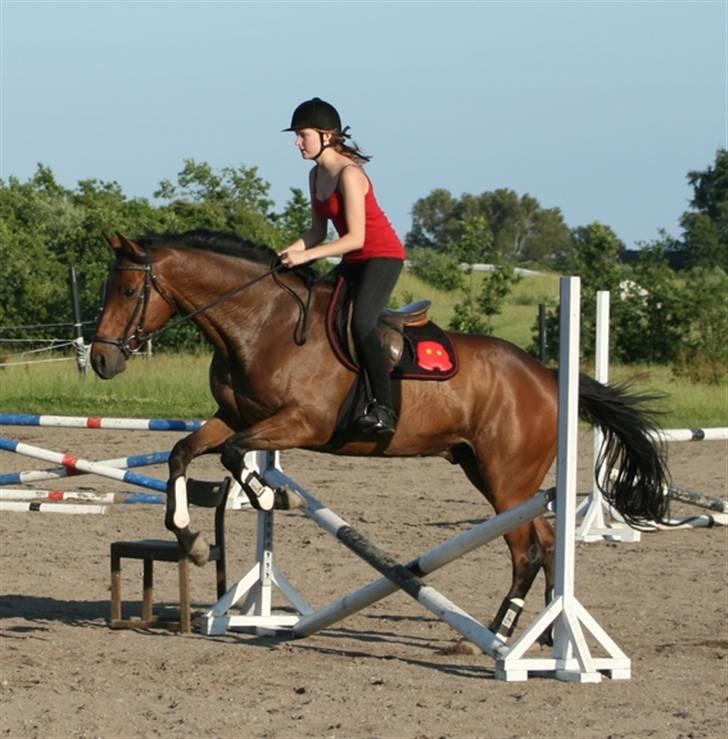 Fuldblod (XX) Capzeda xx - 3. gang vi springer billede 3