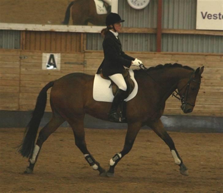 Fuldblod (XX) Capzeda xx - LC2 76,52 % - 1. plads. Havde redet ham i 2 uger på det tidspunkt. billede 4