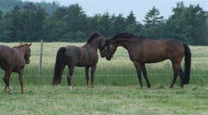 Fuldblod (XX) Capzeda xx - Capzeda og Queens(solgt) første møde, Darling i siden.  billede 5