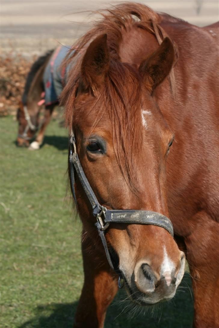 Traver Darling - Smukke Darling - Queen(solgt) i baggrunden. billede 1