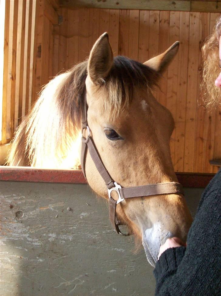 Anden særlig race Kastaniegårds Golden Guy - Var dét et klap?.. Meeeere;P.... Min mor der varmer op til en nussetur. d. 4/8-07 billede 7