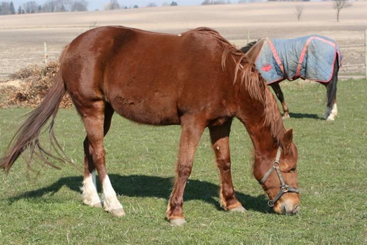 Traver Darling - Darling som islænder :D billede 5