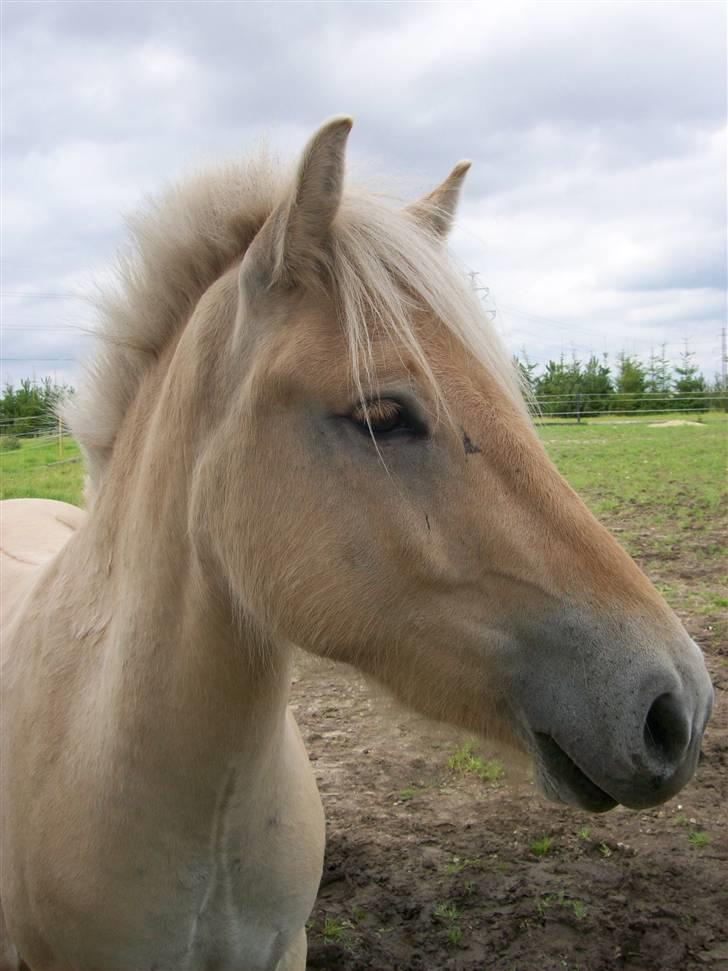 Fjordhest Lyrik Godthaab  - Hovedbillede af Lyrik Godthaab aká Lylle / Godten aug 07 billede 17