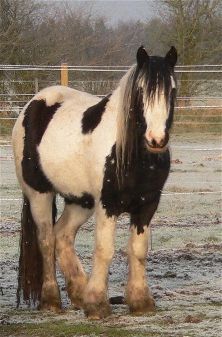 Irish Cob Frydendal's Labhaoise billede 4