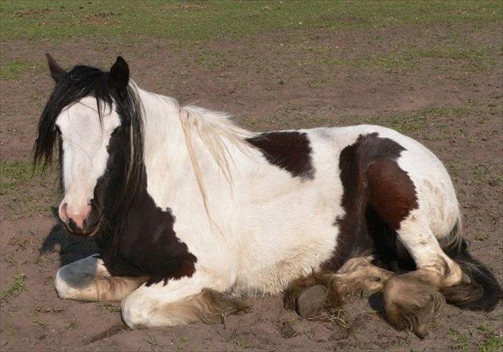 Irish Cob Frydendal's Labhaoise billede 5