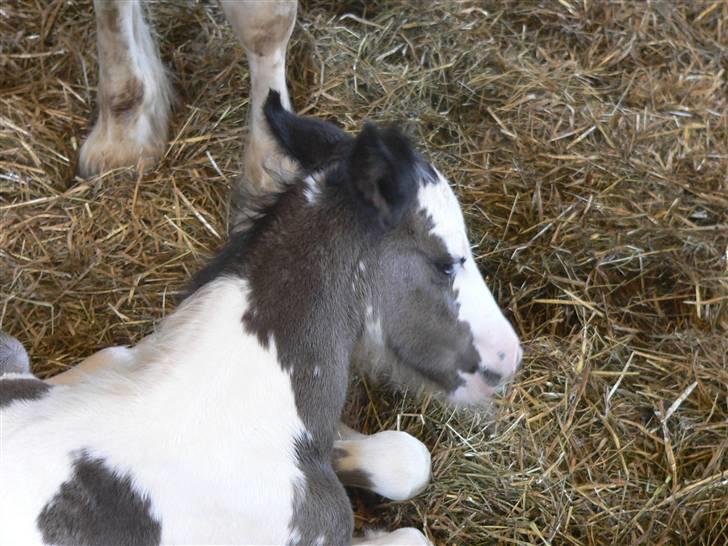 Irish Cob Frydendal's Labhaoise billede 6