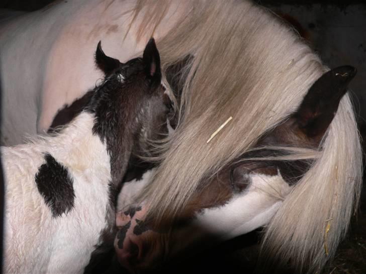 Irish Cob Frydendal's Labhaoise billede 7