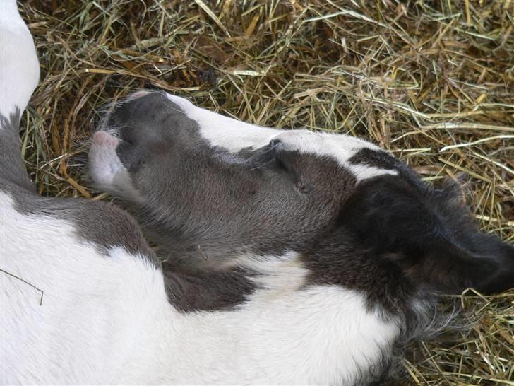 Irish Cob Frydendal's Labhaoise billede 8