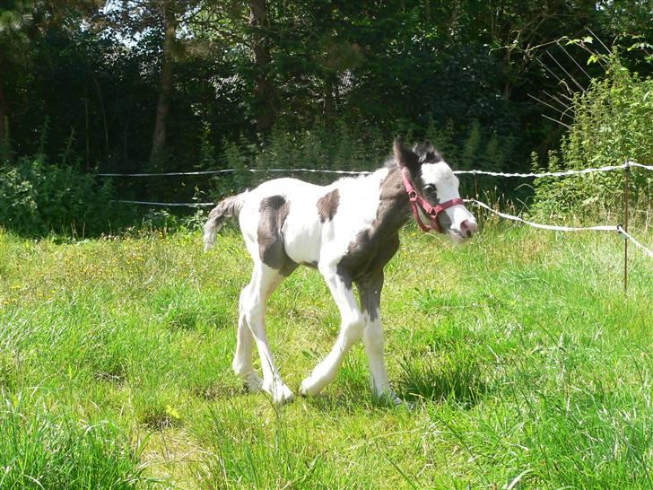 Irish Cob Frydendal's Labhaoise billede 9