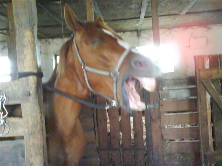 Knabstrupper Max Bounty *solgt* - grim?? billede 8