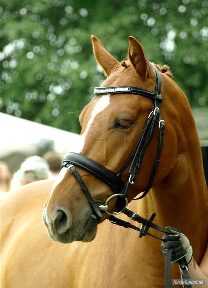 Knabstrupper Max Bounty *solgt* - Gørlev dyreskue 2009 Foto: CNN Foto billede 9