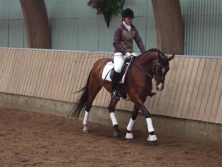 Tysk Sportspony Corrado S R.I.P :( - opvarmning Midtsjælland.. billede 6