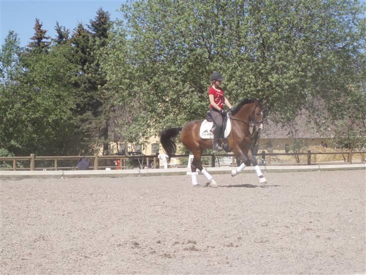 Tysk Sportspony Corrado S R.I.P :( - træningsdag i juni.. :D billede 8