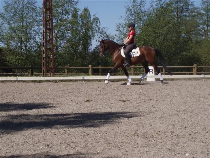 Tysk Sportspony Corrado S R.I.P :( - træning.. :D billede 10