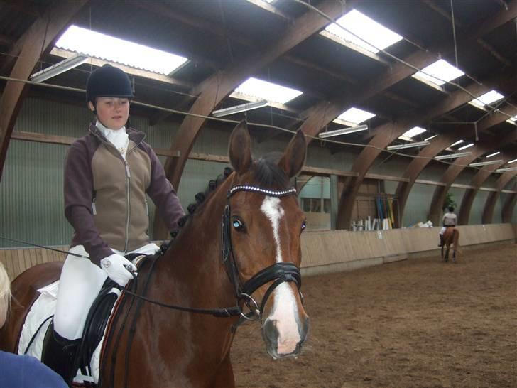 Tysk Sportspony Corrado S R.I.P :( - uha bliver der taget billede af mig..? :) billede 11