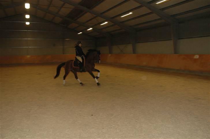 Tysk Sportspony Corrado S R.I.P :( - galop op ad bakke.. billede 13