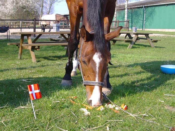 Tysk Sportspony Corrado S R.I.P :( - jubi jeg har fødselsdag.. billede 14