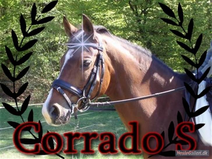 Tysk Sportspony Corrado S R.I.P :( - Corrado ved skoven.. :) billede 17