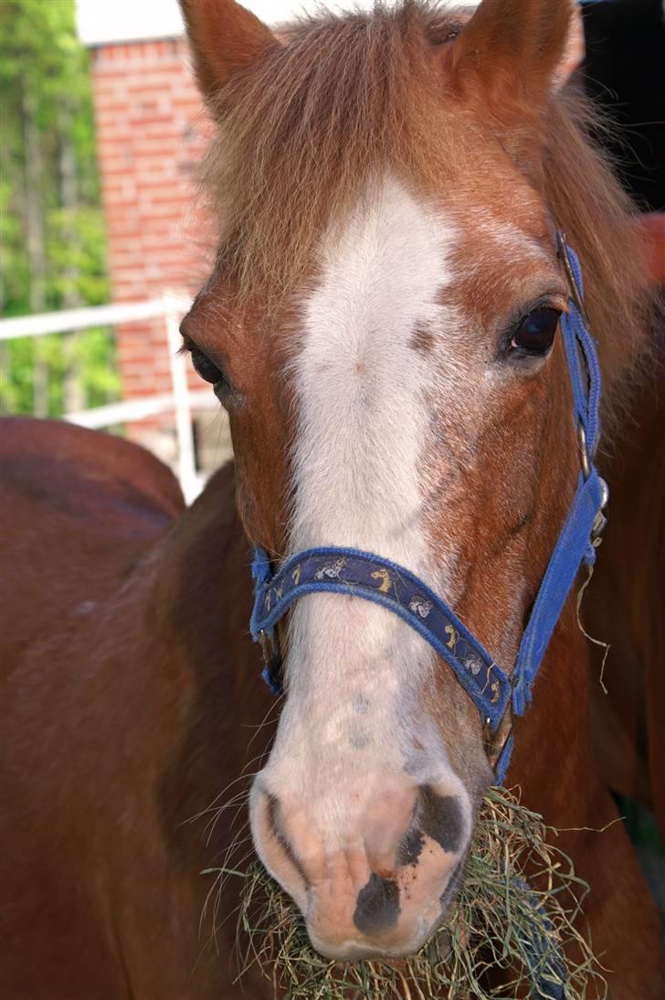 New Forest Karino - til min konfirmation billede 2