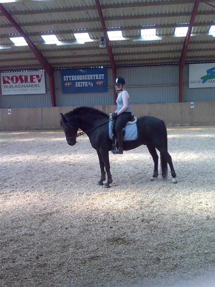 Anden særlig race Black Shadow - Solgt - vores første gang i ridehallen sammen..:P august 2007 billede 8