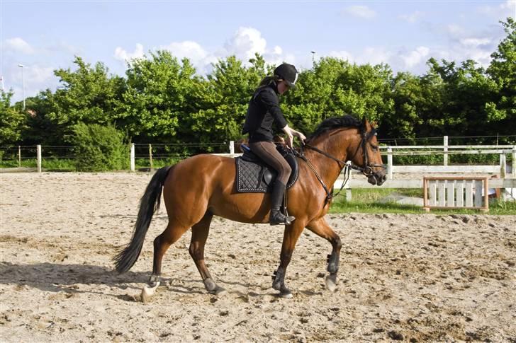 Anden særlig race Ravbjergs Tornado [SOLGT] - nurh d; billede 12